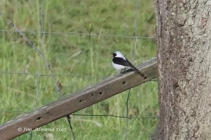 Eastern Black-eared Wheatear