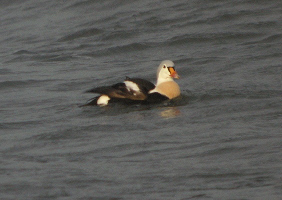 King Eider