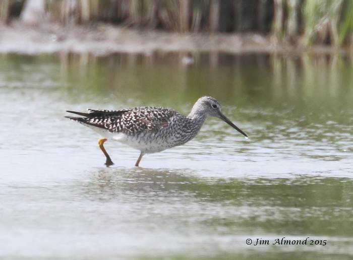 Greater Yellowlegs