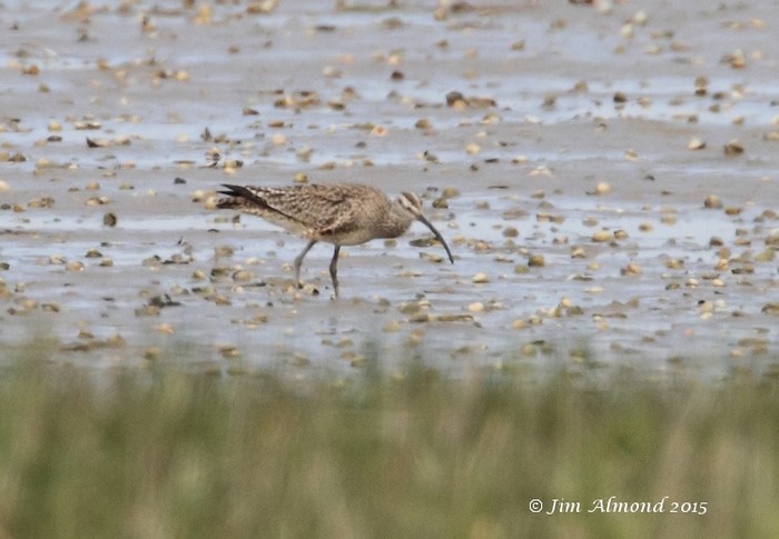 Hudsonian Whimbrel