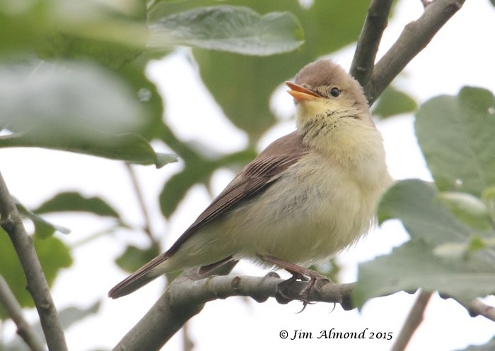 Melodious Warbler
