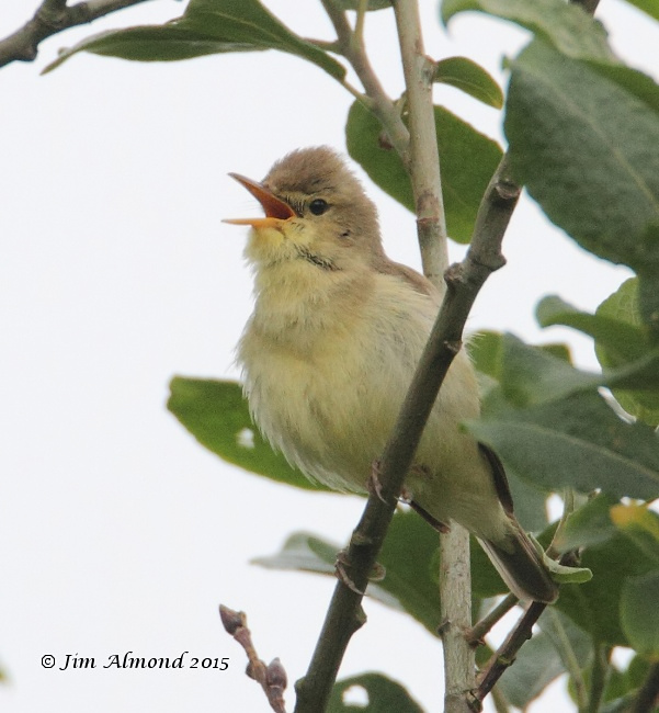 Melodious Warbler
