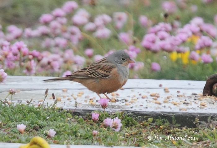 Cretzschmar's Bunting