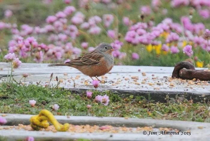 Cretzschmar's Bunting