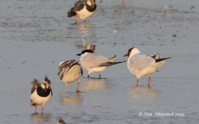 Gull-billed Tern