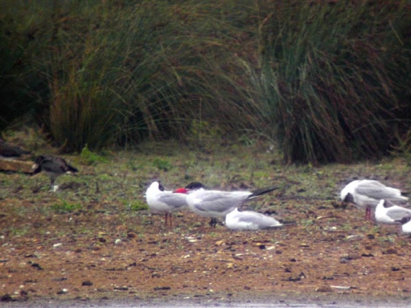 Caspian Tern
