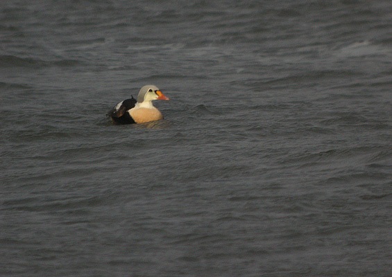 King Eider