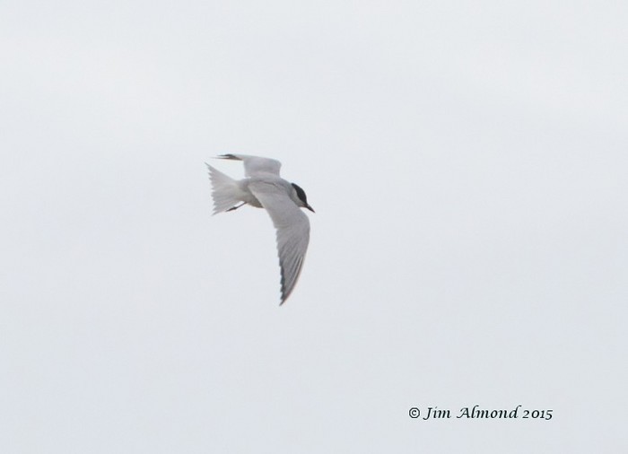 Gull-billed Tern