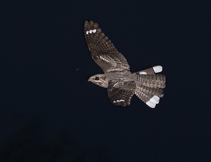 Nightjar
