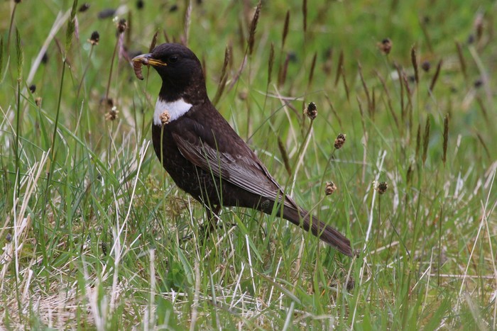 Ring Ouzel
