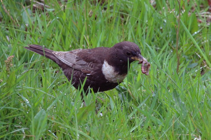 Ring Ouzel