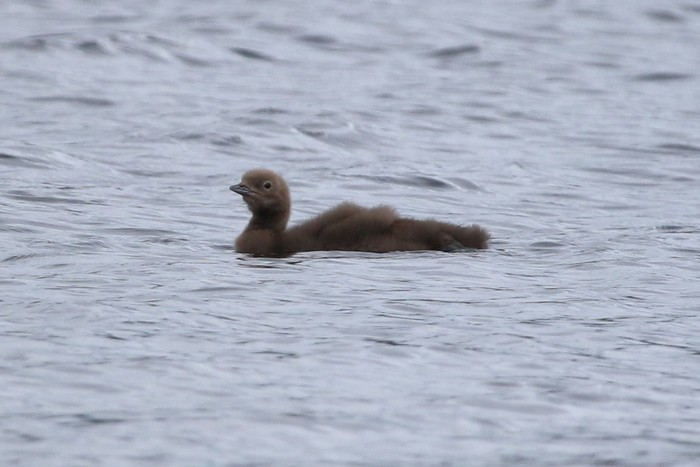 Black-throated Diver 