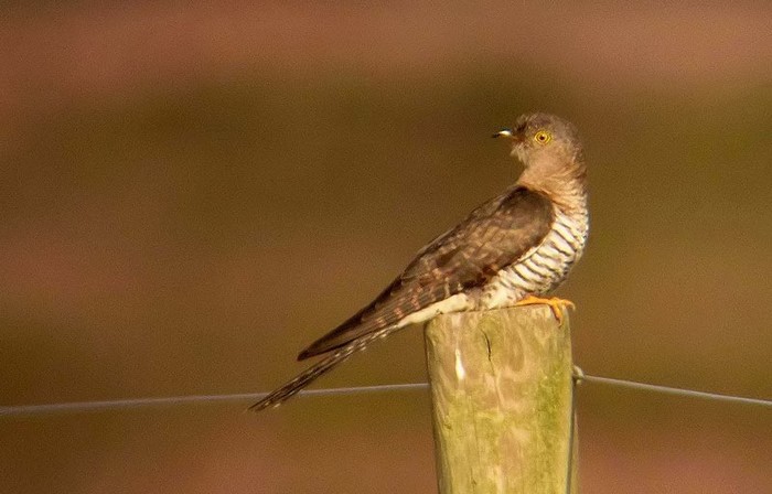 Cuckoo