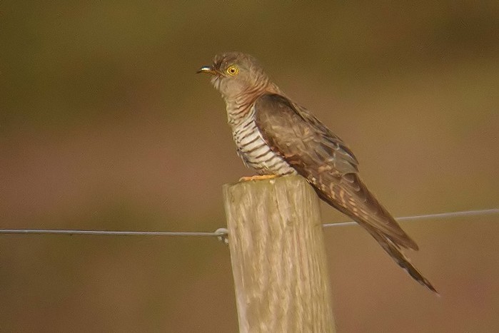 Cuckoo