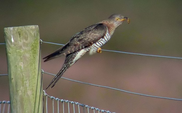 Cuckoo