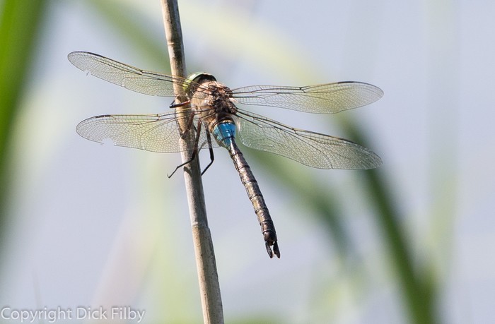 Lesser Emperor dragonfly