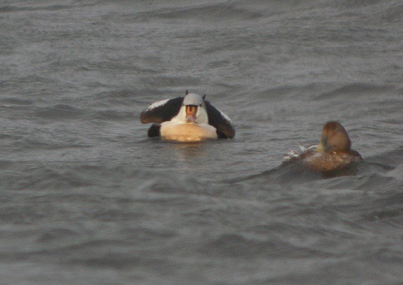 King Eider