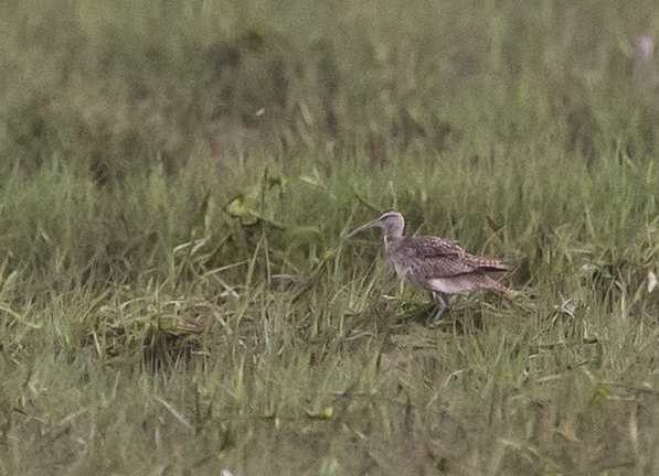 Hudsonian Whimbrel
