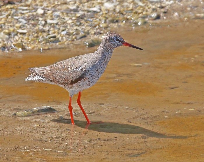 Redshank