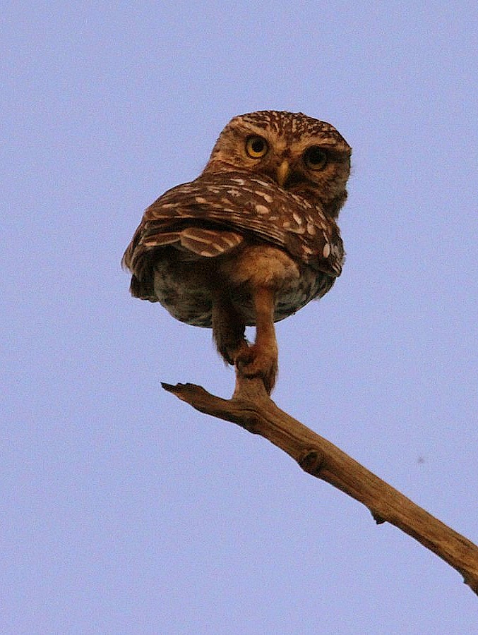 Little Owl