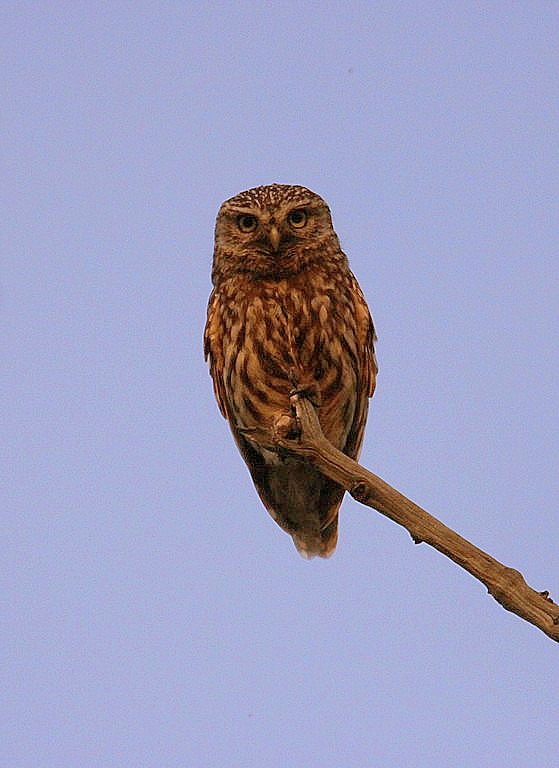 Little Owl