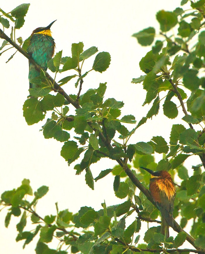 Bee-eater