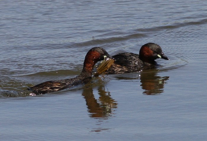 Little Grebe