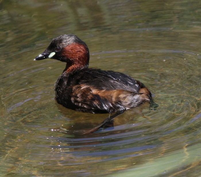 Little Grebe
