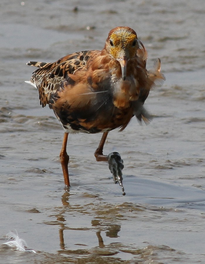 Ruff
