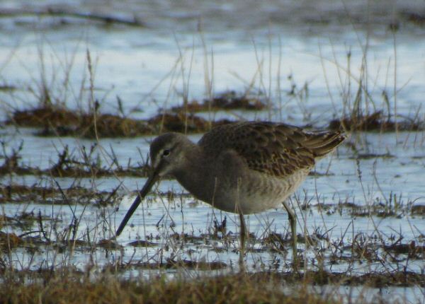 Long-billed Dowitcher