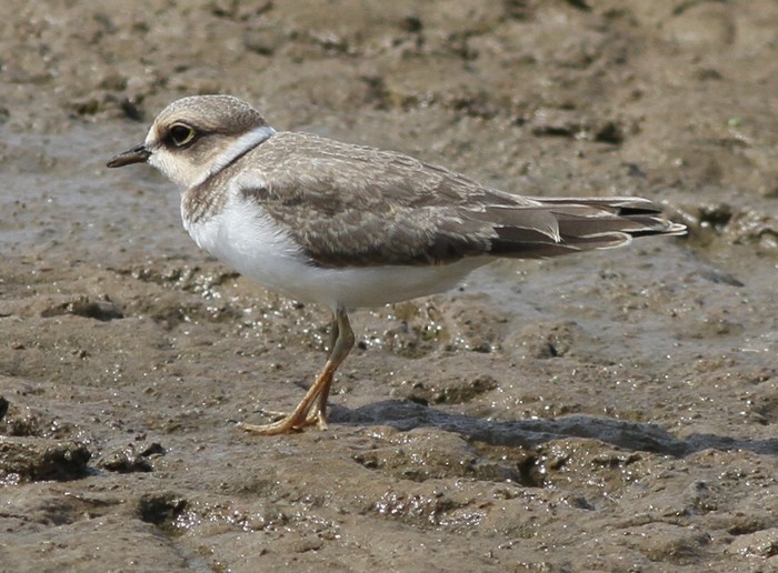 Little Ringed Plover