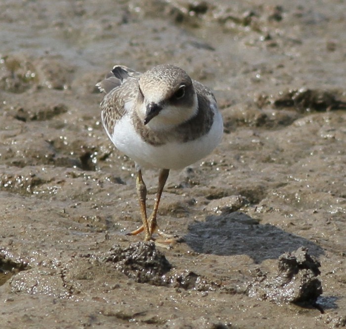 Little Ringed Plover