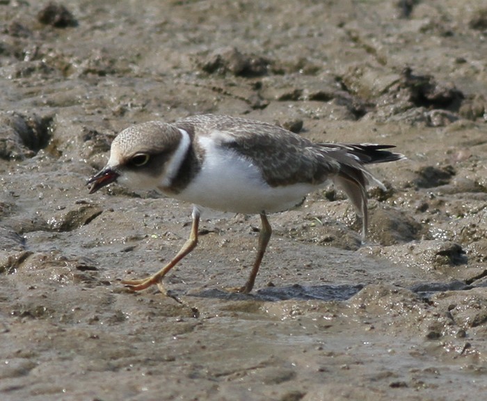 Little Ringed Plover