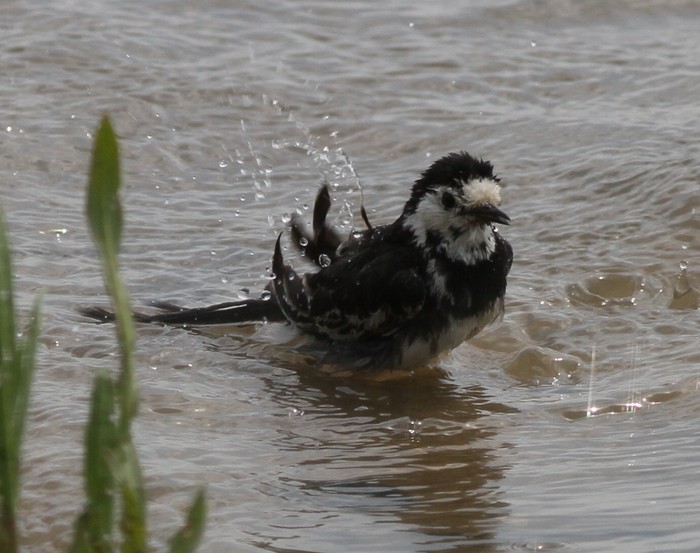 Pied Wagtail