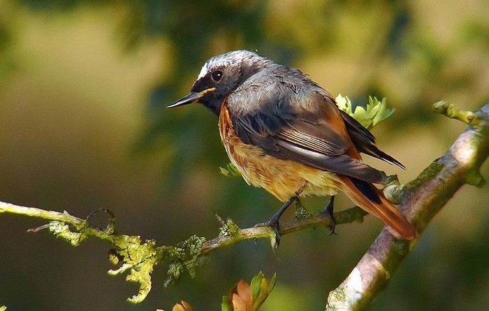 Redstart
