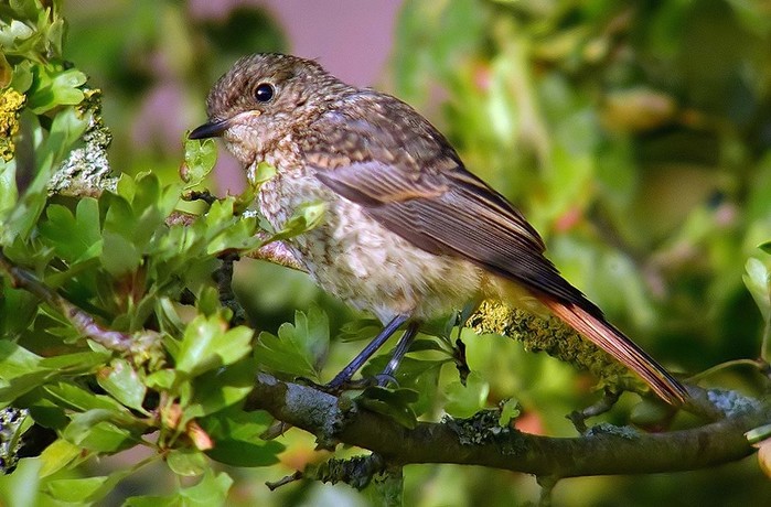 Redstart