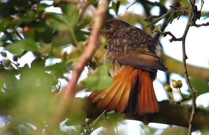 Redstart