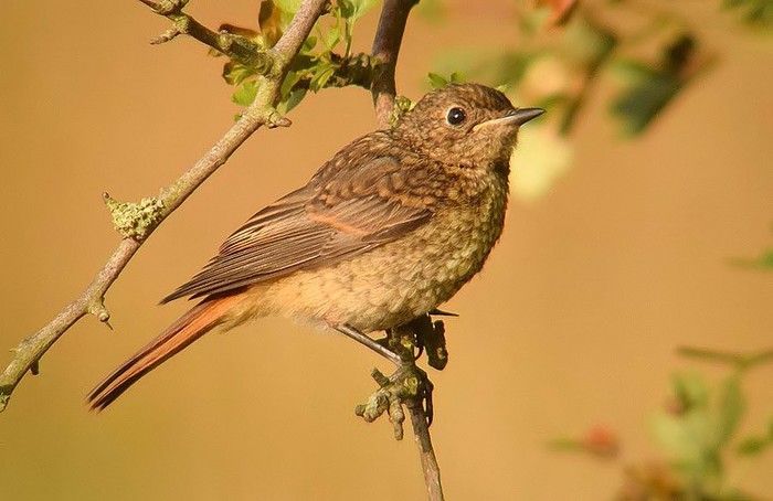 Redstart
