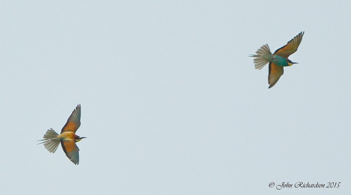 Bee-eater