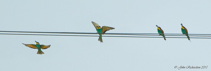 Bee-eater