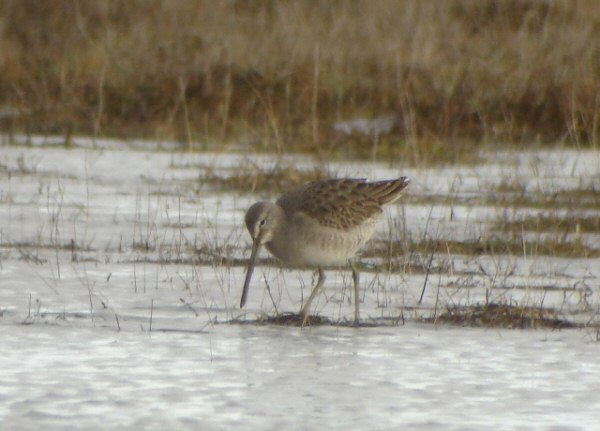 Long-billed Dowitcher