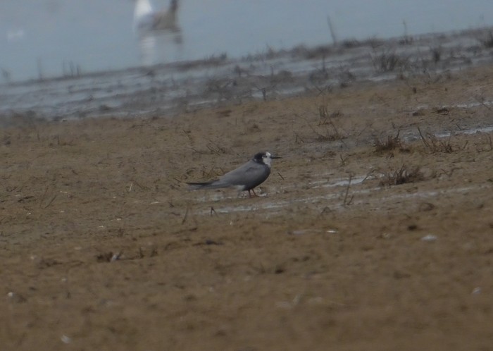Black Tern