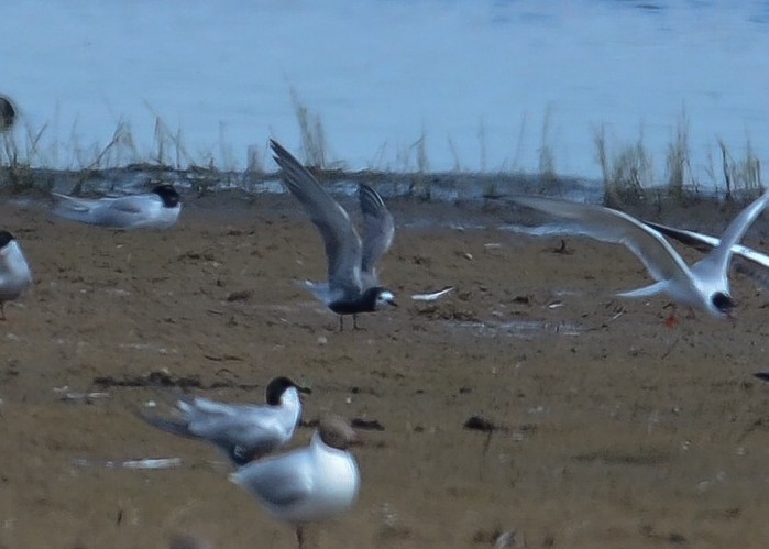 Black Tern