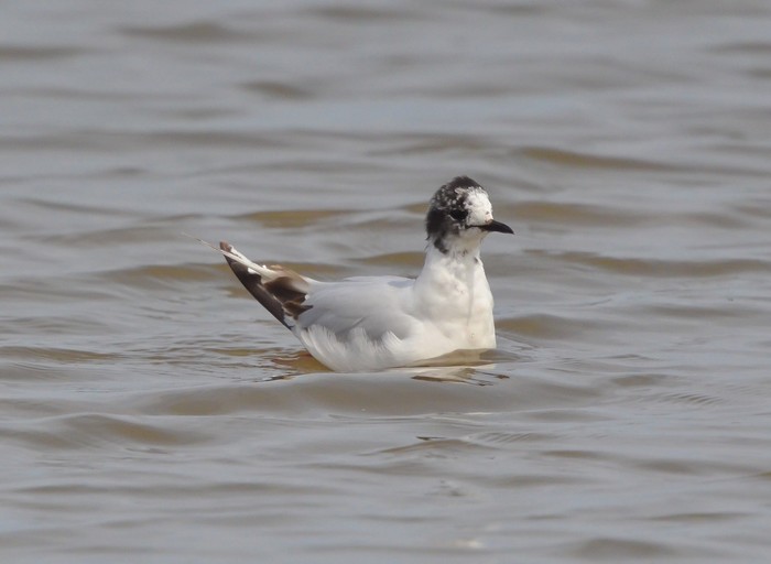Little Gull