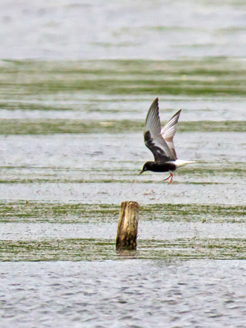 White-winged Black Tern