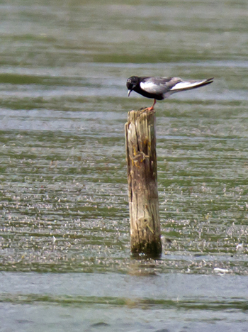 White-winged Black Tern