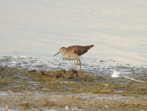 Wood Sandpiper
