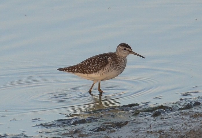 Wood Sandpiper