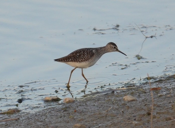 Wood Sandpiper