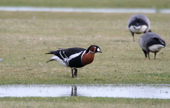 Red-breasted Goose